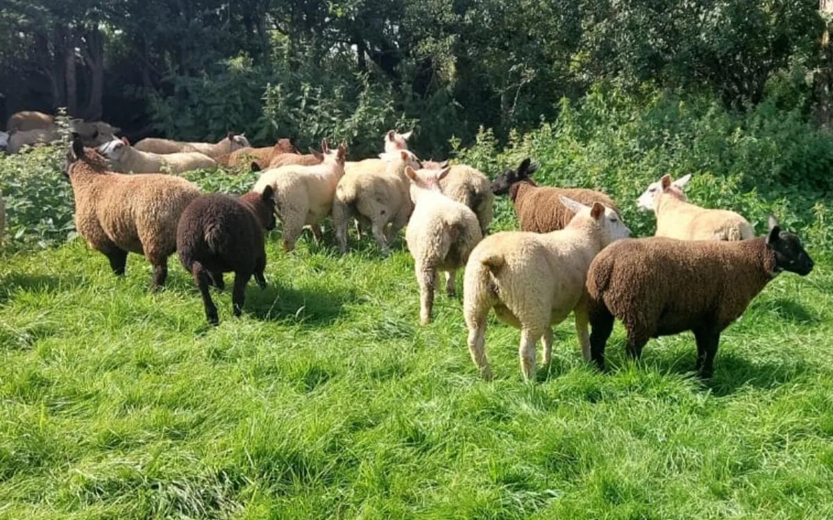 Store lambs - Image 2