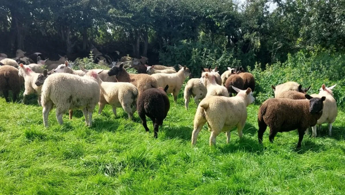 Store lambs - Image 3