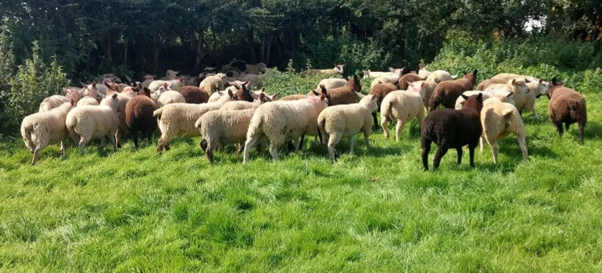 Store lambs - Image 4