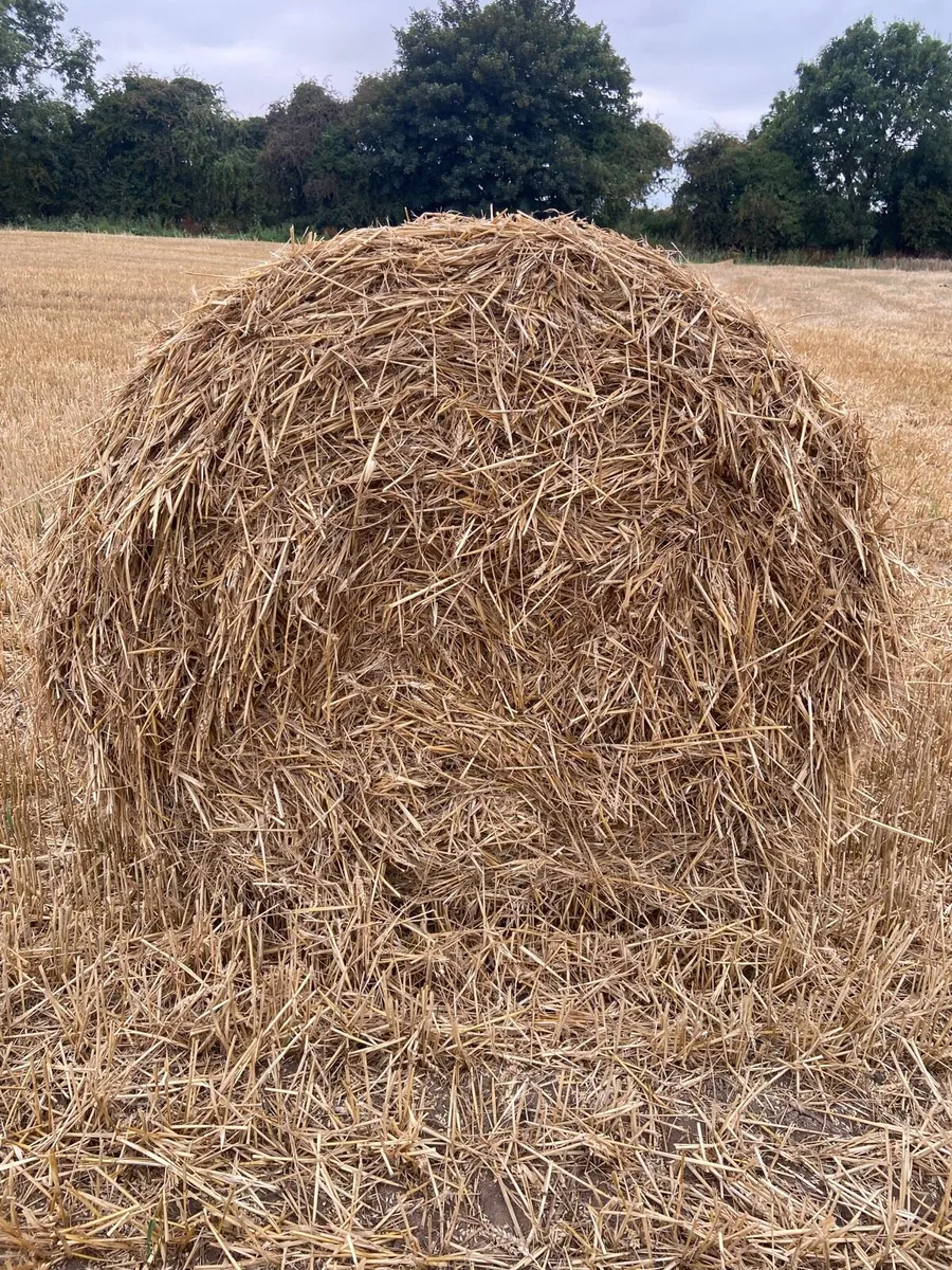 170 wheaten straw bales - Image 2