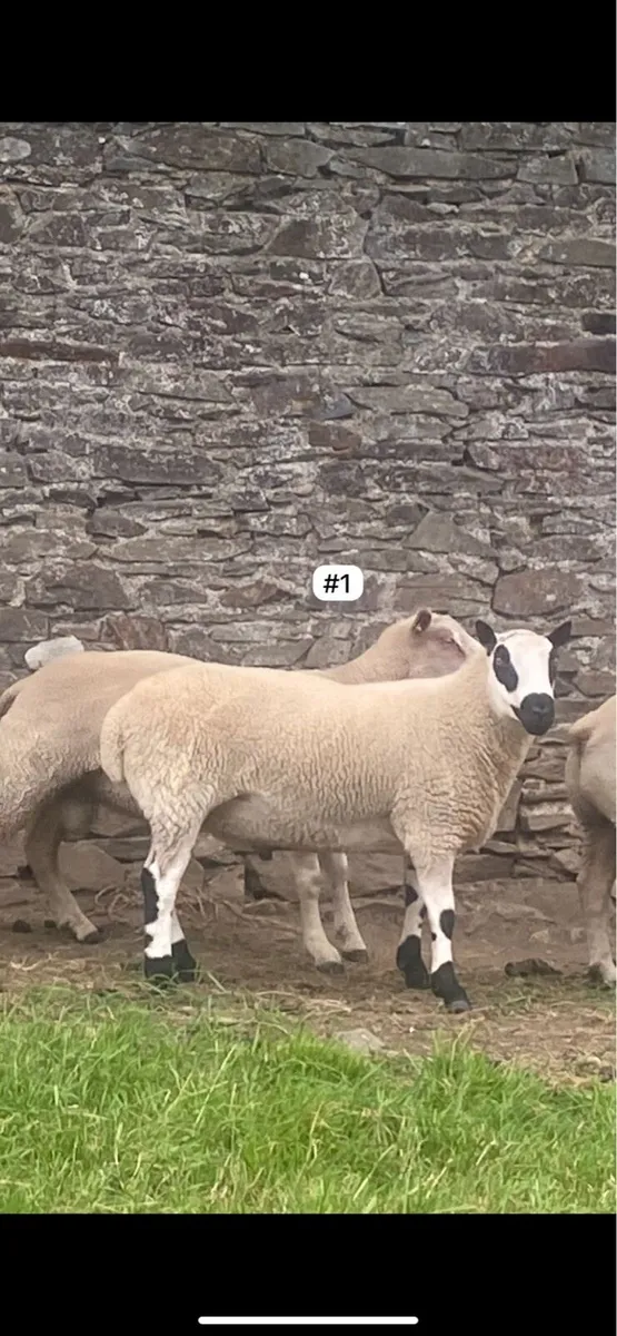 Kerry Hill Hogget Rams x2 - Image 1