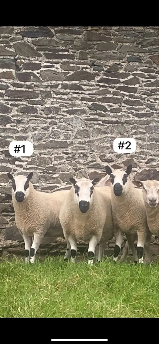 Kerry Hill Hogget Rams x2 - Image 2