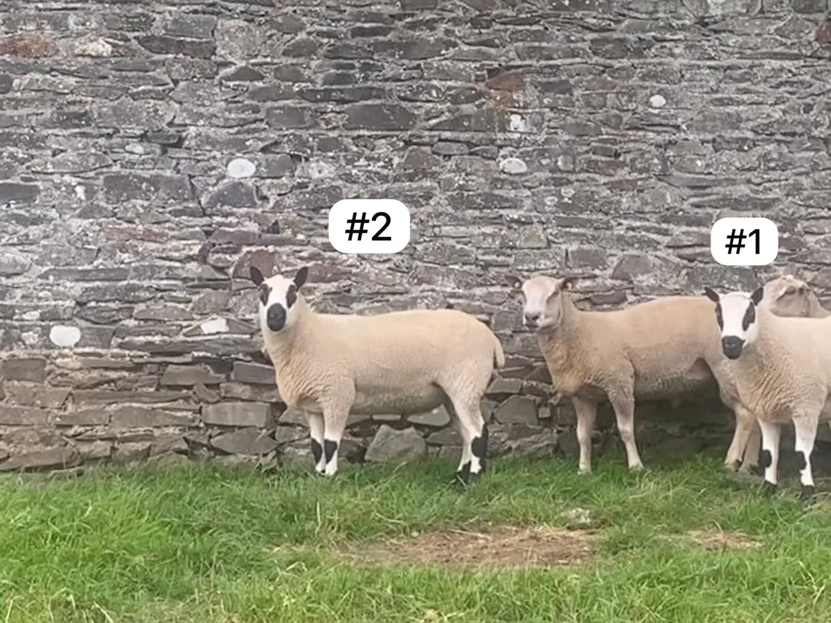 Kerry Hill Hogget Rams x2 - Image 3