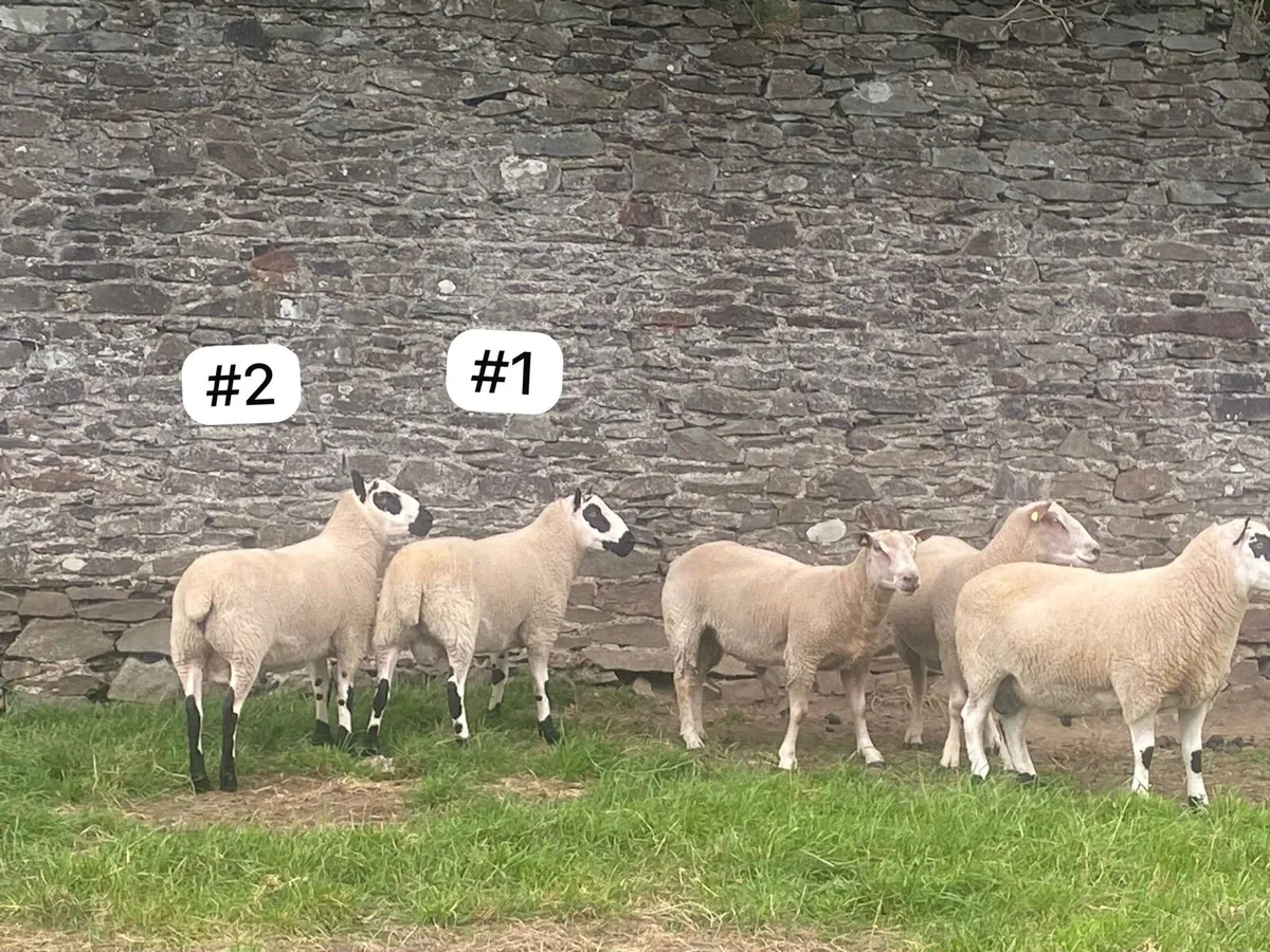 Kerry Hill Hogget Rams x2 - Image 4