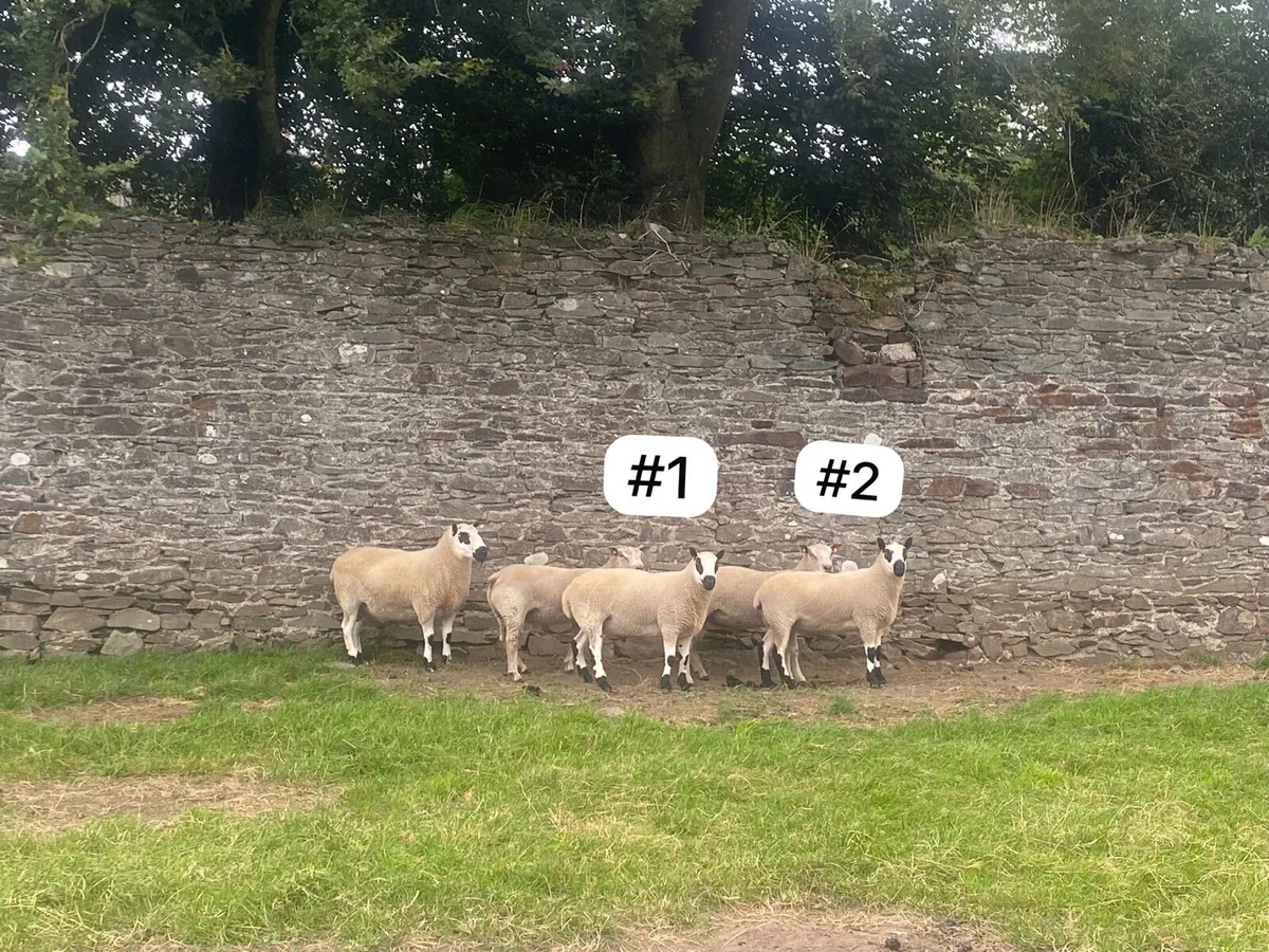 Kerry Hill Hogget Ram x1 - Image 4