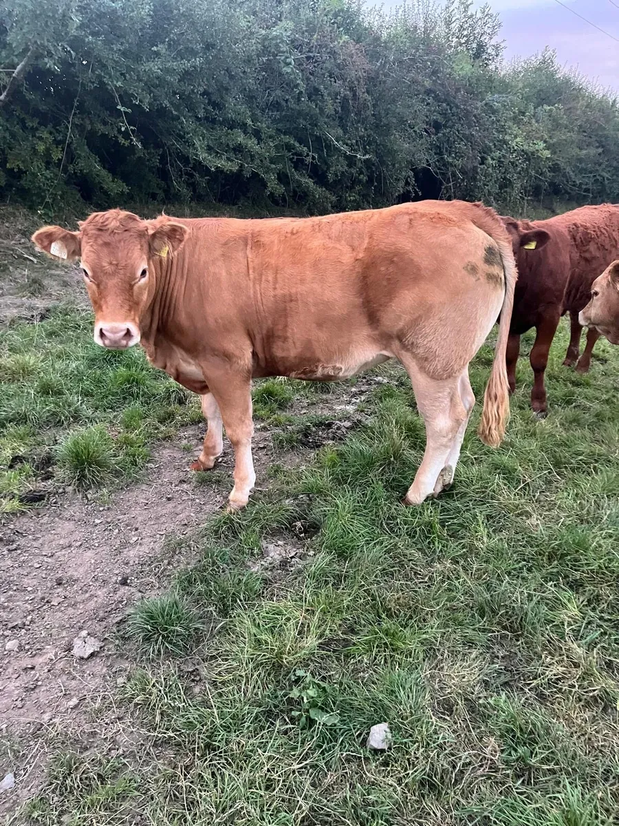 Four Super Limousine Breeding Heifers - Image 1