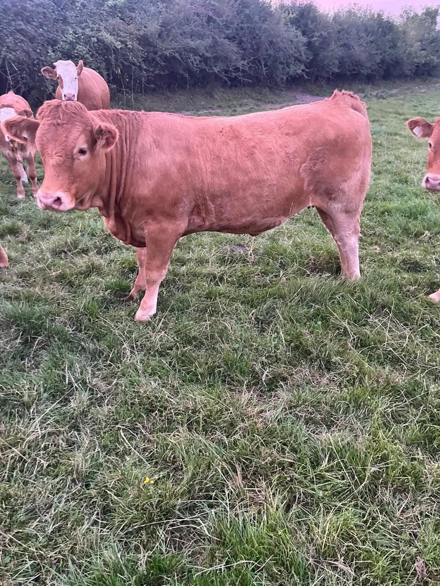 Four Super Limousine Breeding Heifers - Image 2