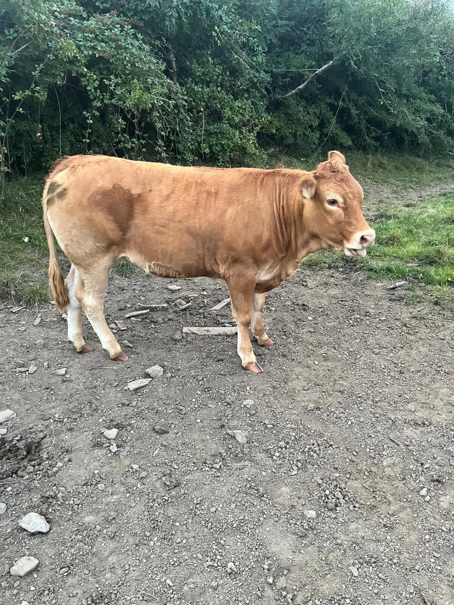 Four Super Limousine Breeding Heifers - Image 3