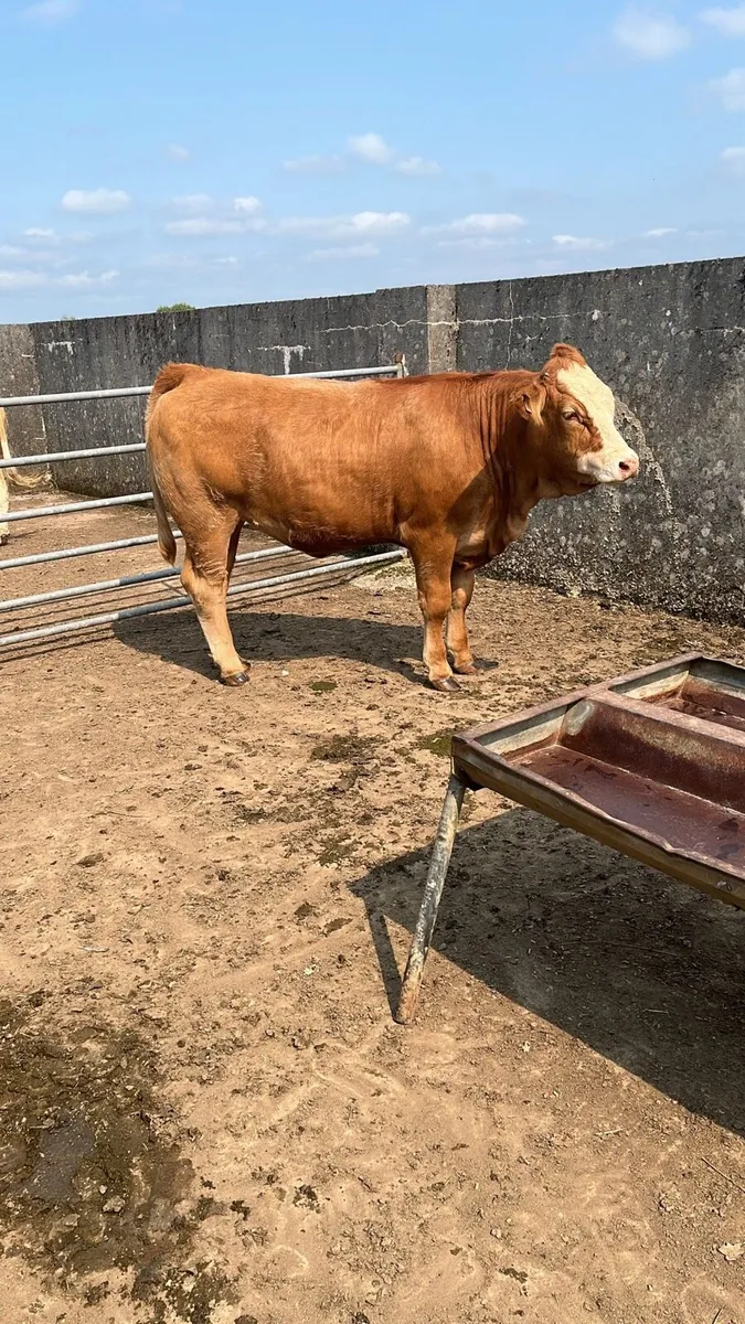 Four Super Limousine Breeding Heifers - Image 4