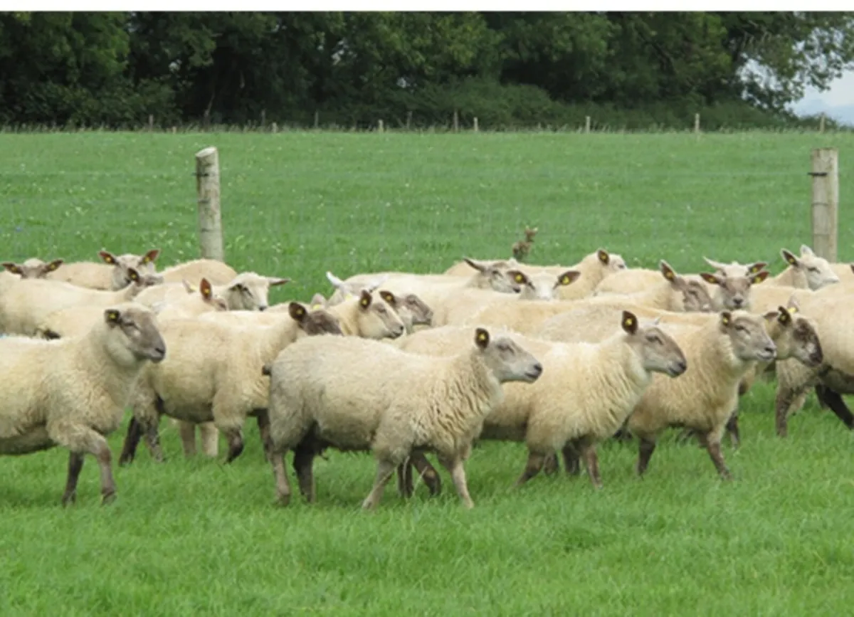 STORE LAMBS AND BREEDING SHEEP