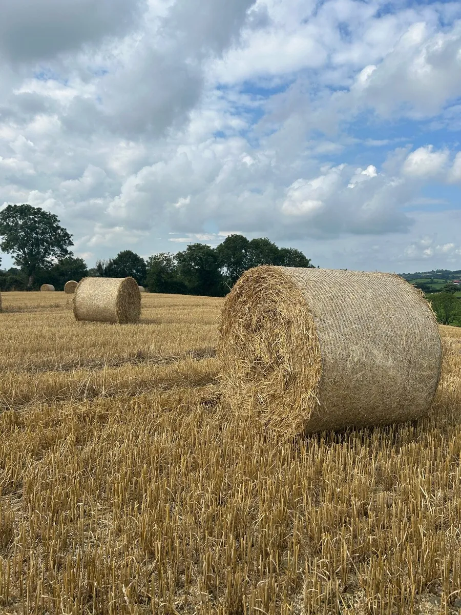 Wheat Straw - Image 1