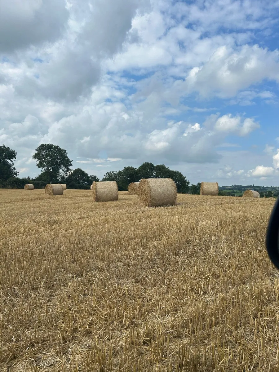 Wheat Straw - Image 2