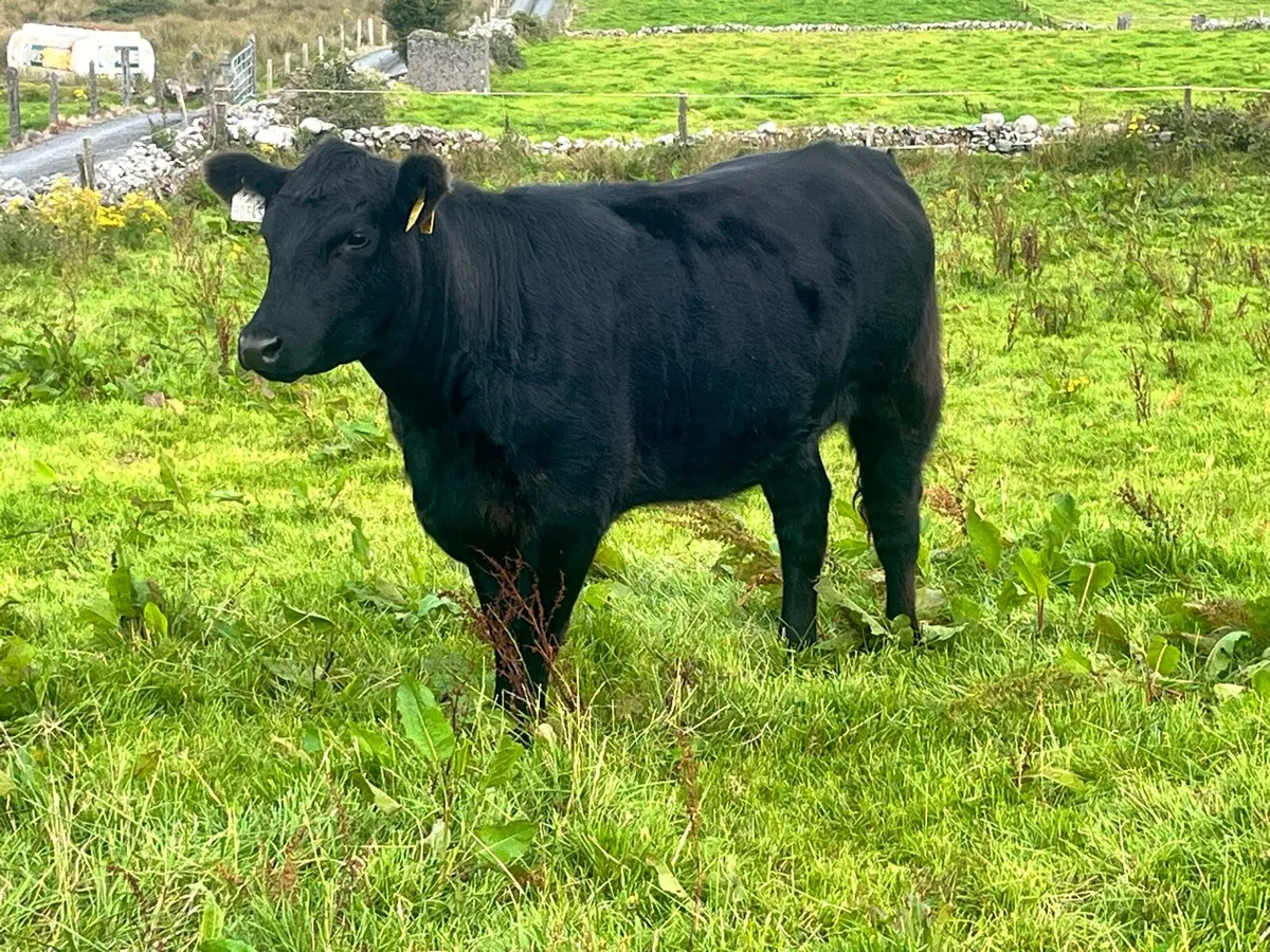 Pure breed angus heifers - Image 1