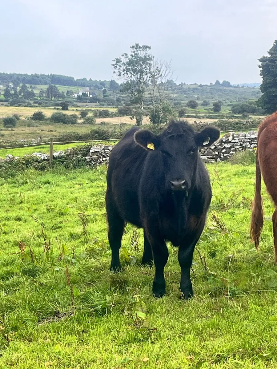 Pure breed angus heifers - Image 2