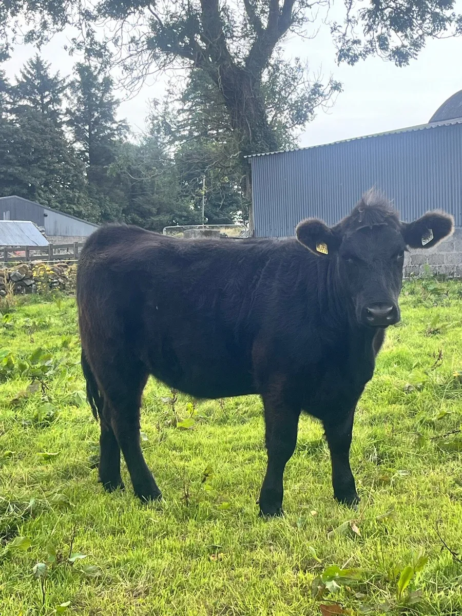 Pure breed angus heifers - Image 3