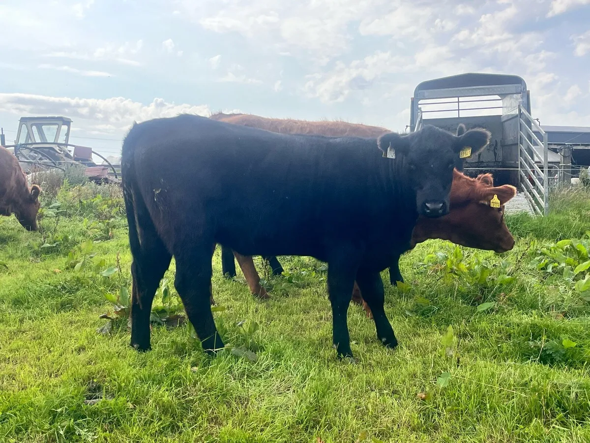 Pure breed angus heifers - Image 4