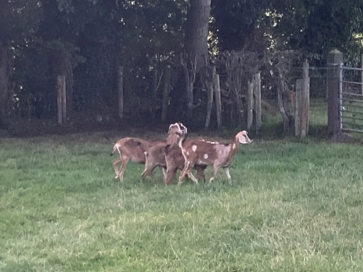 Livestock - Image 2