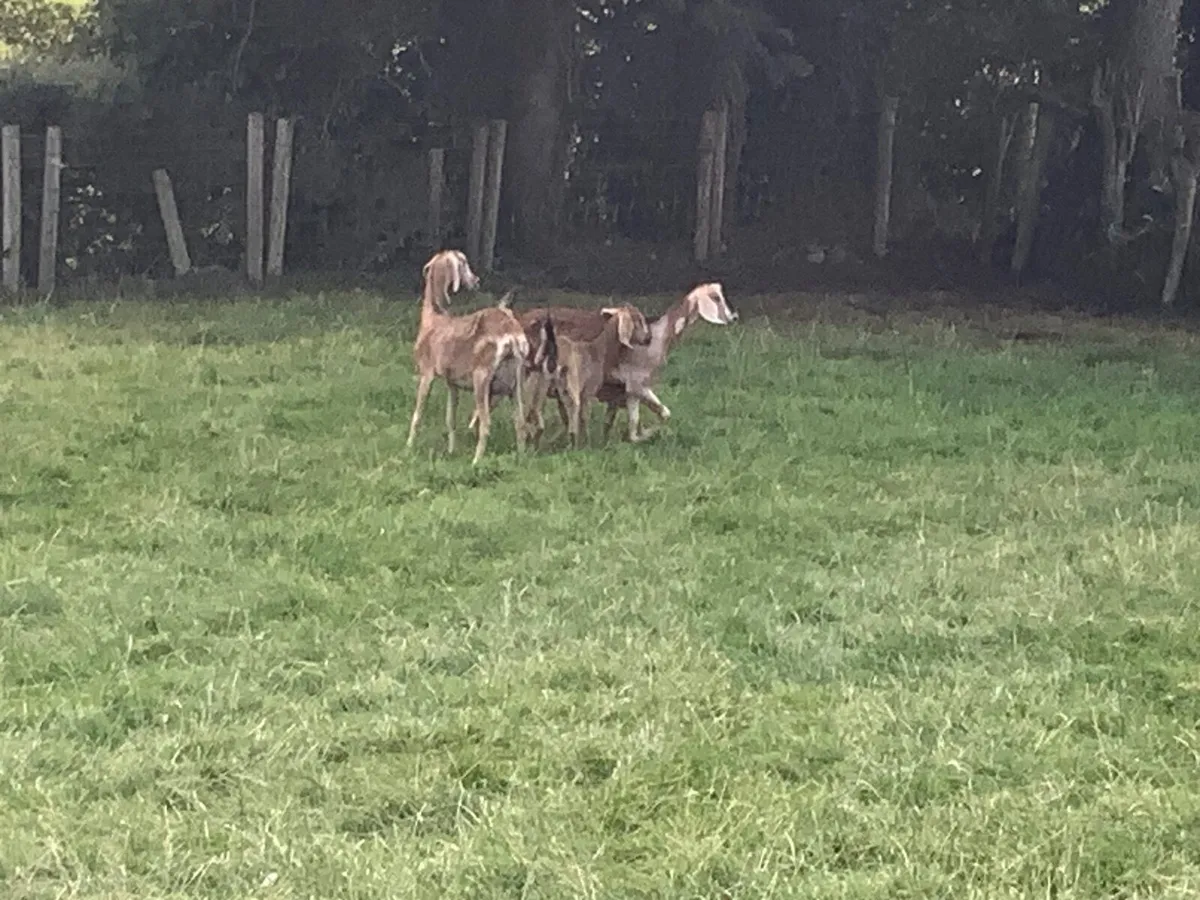 Livestock - Image 3