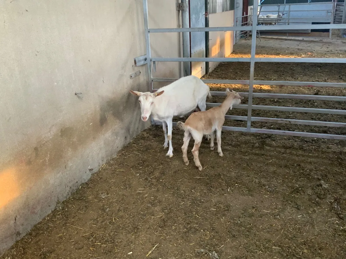 Livestock - Image 1