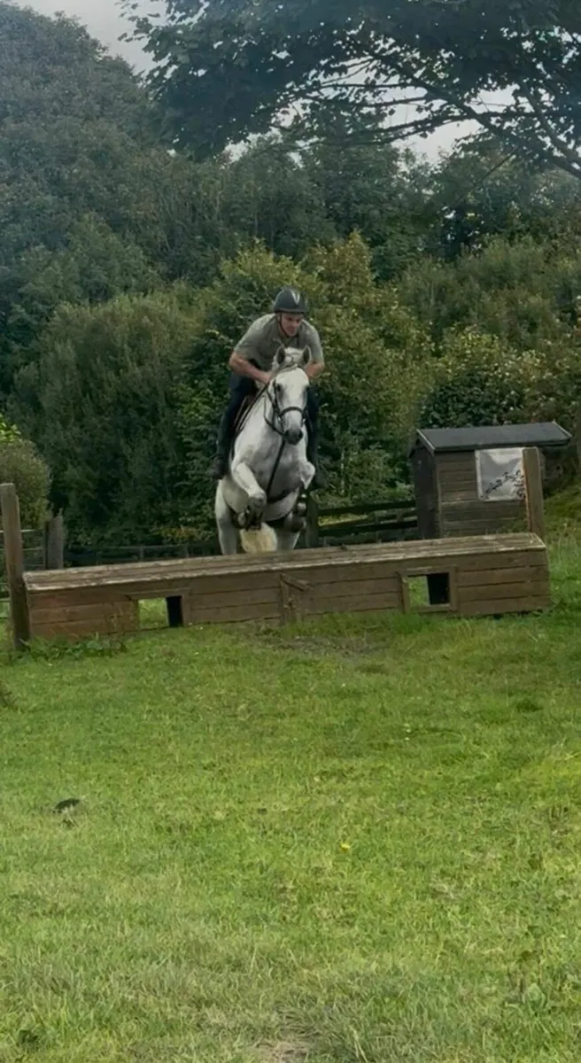 4 year old Connemara Gelding broken and riding - Image 1