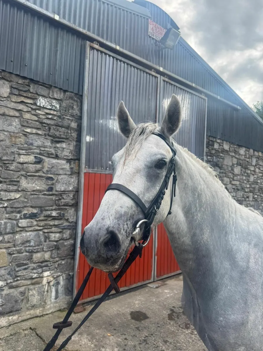 4 year old Connemara Gelding broken and riding - Image 2