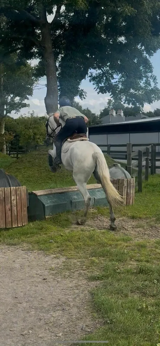 4 year old Connemara Gelding broken and riding - Image 3