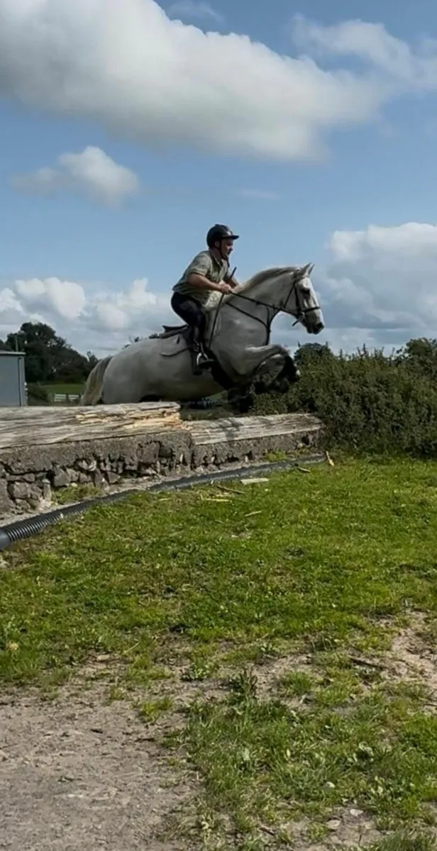 4 year old Connemara Gelding broken and riding - Image 4