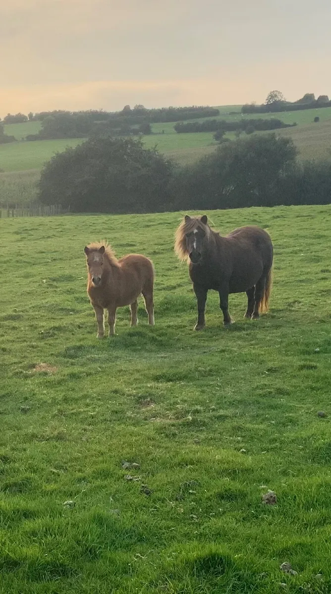 Shetland Mare  & Foal