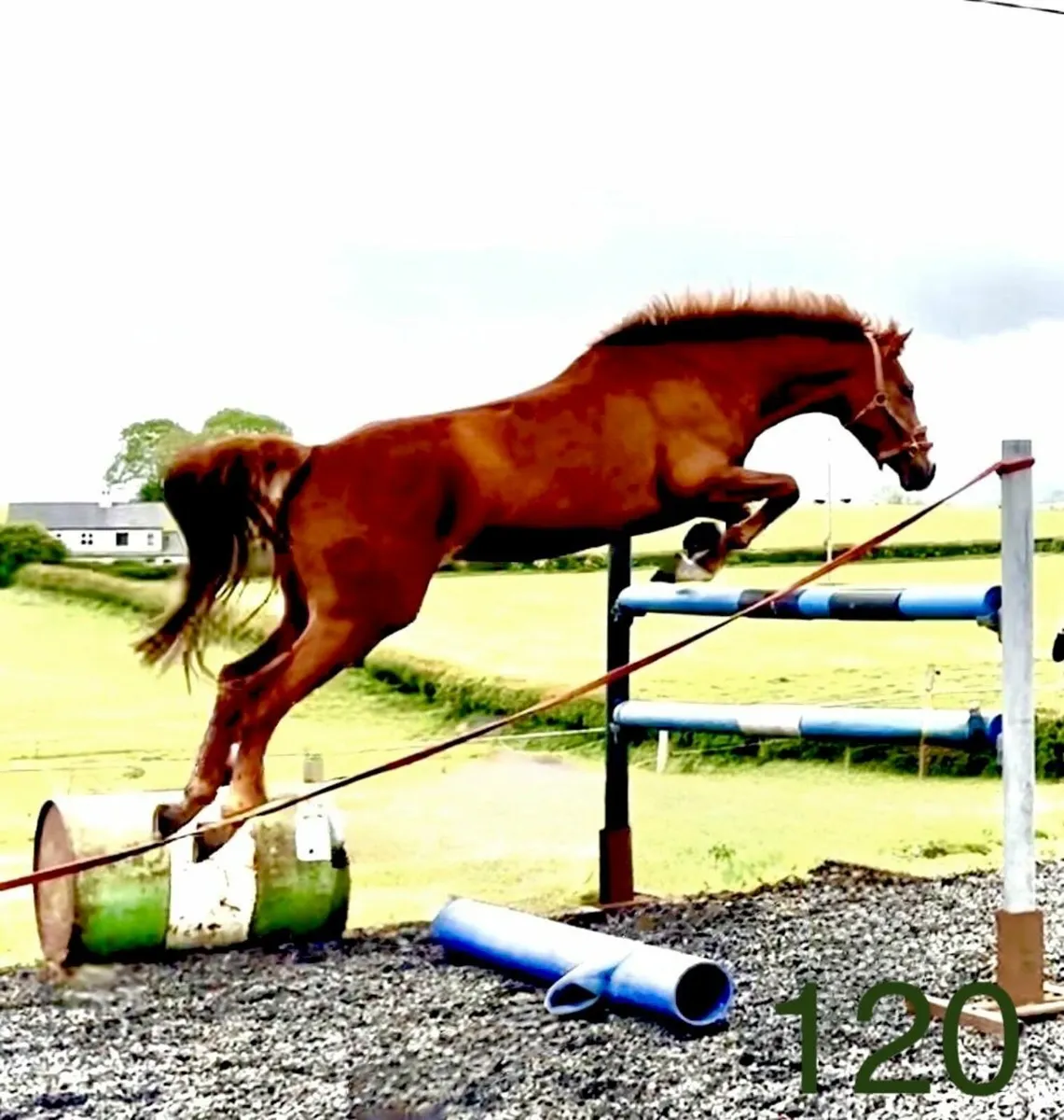 LOT 39  Cavan Sales 20th August 148 measured pony - Image 1
