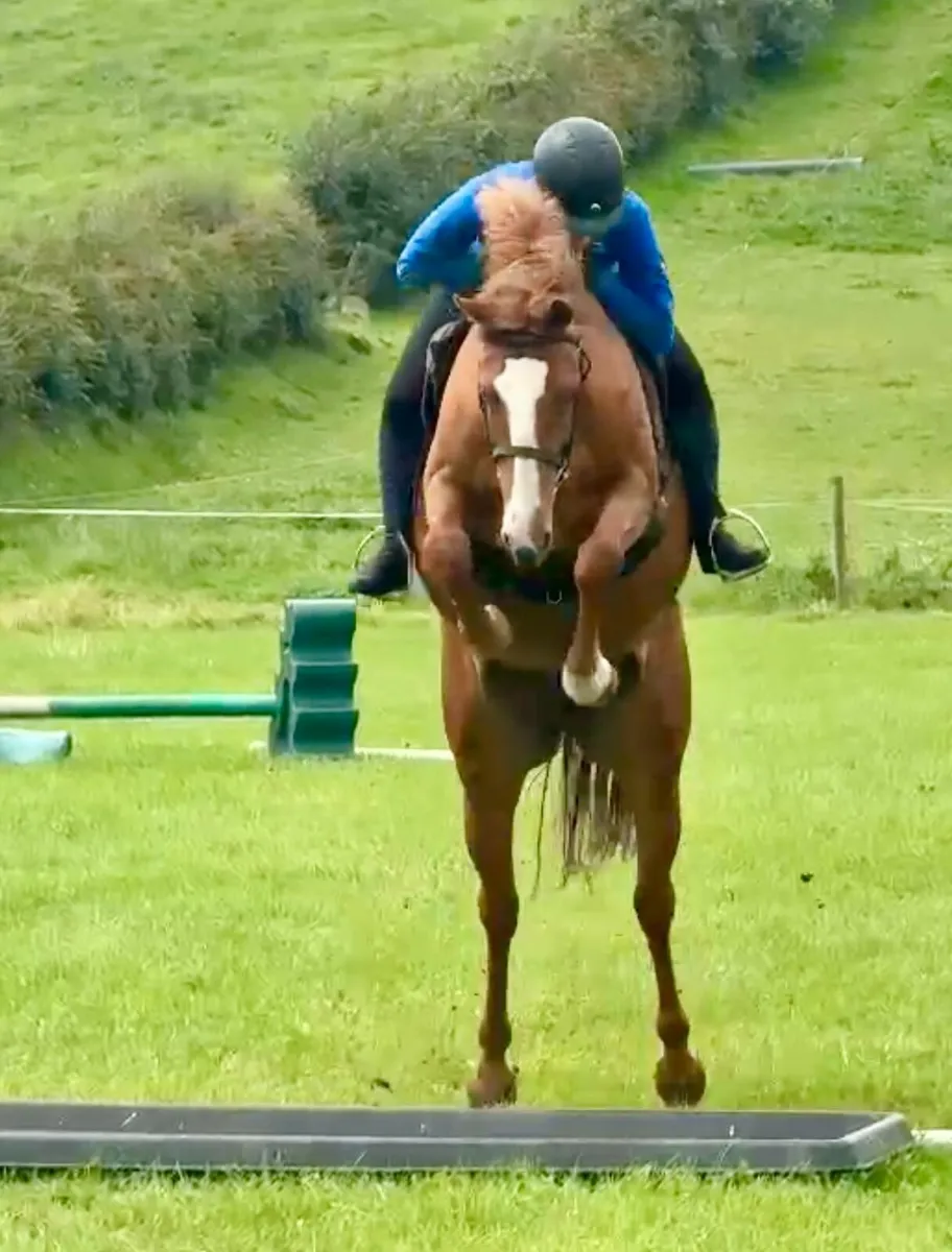 LOT 39  Cavan Sales 20th August 148 measured pony - Image 3