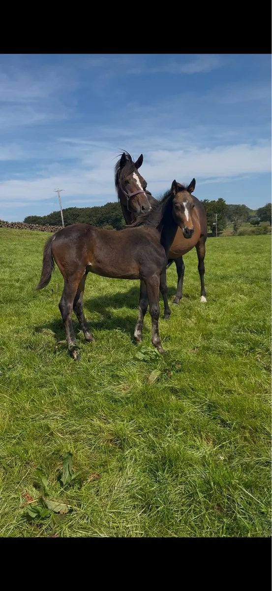 Broodmare & Colt foal - Image 2