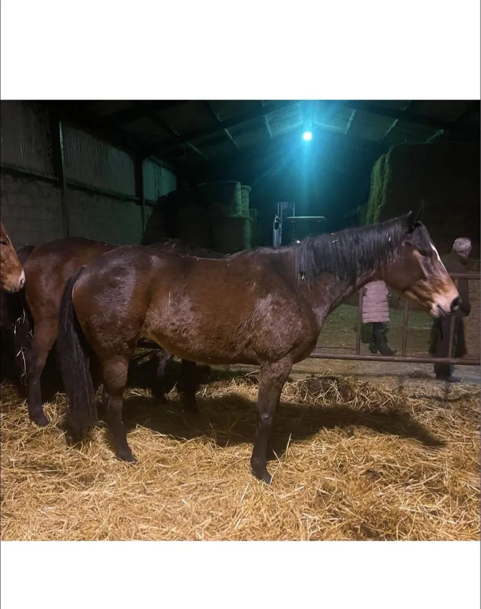 Broodmare & Colt foal - Image 3