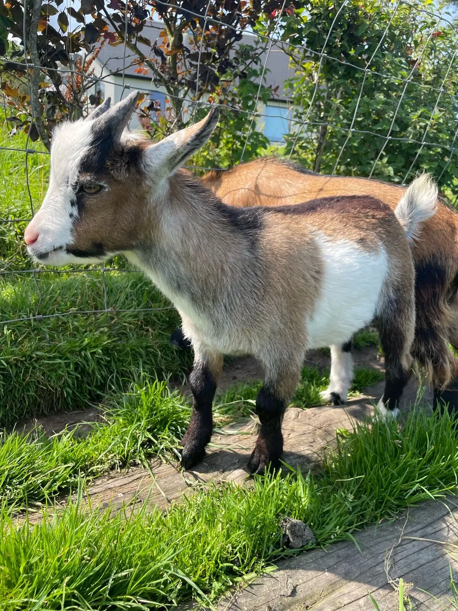 Pygmy Goat - Image 1