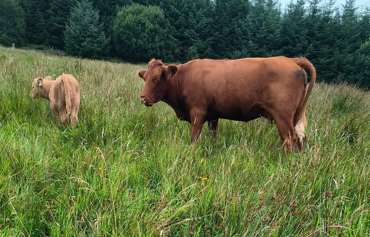✨Organic Cow and Calf for Drumshanbo Mart 23/08✨ - Image 1