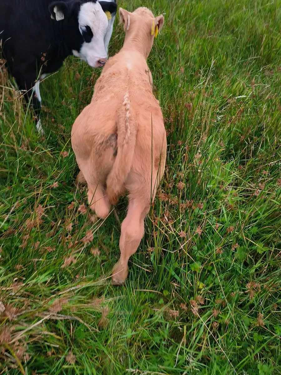✨Organic Cow and Calf for Drumshanbo Mart 23/08✨ - Image 2