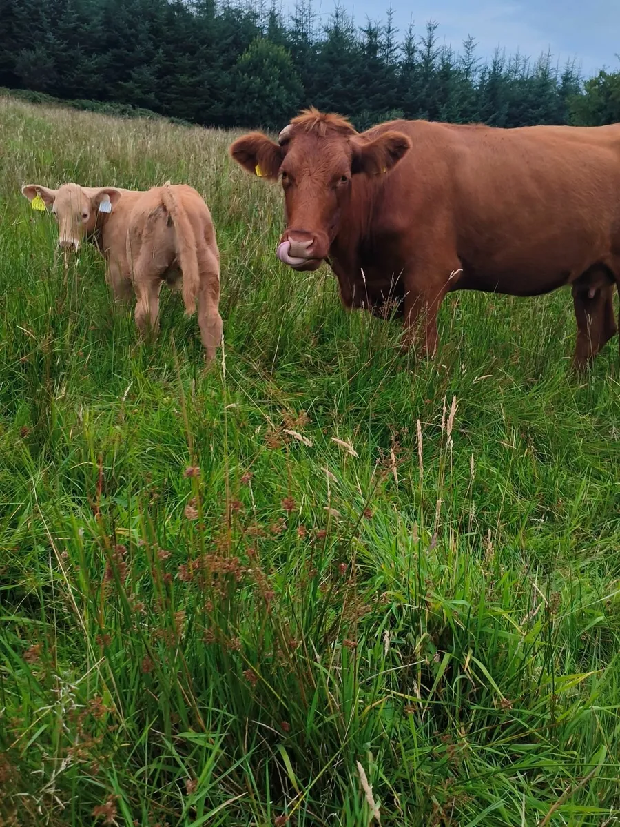 ✨Organic Cow and Calf for Drumshanbo Mart 23/08✨ - Image 3