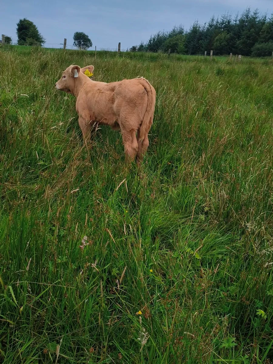 ✨Organic Cow and Calf for Drumshanbo Mart 23/08✨ - Image 4