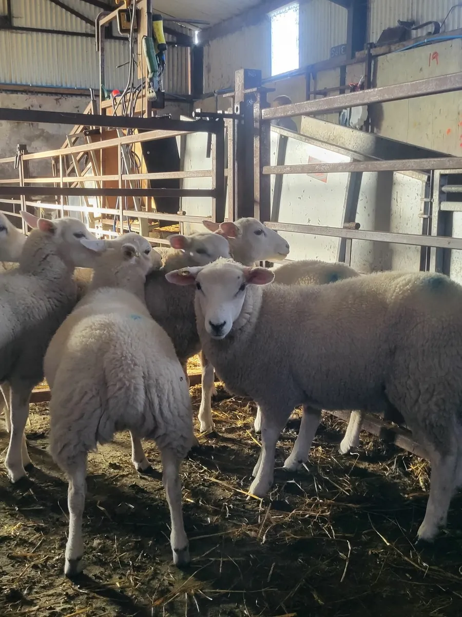 Ewe lambs - Image 2