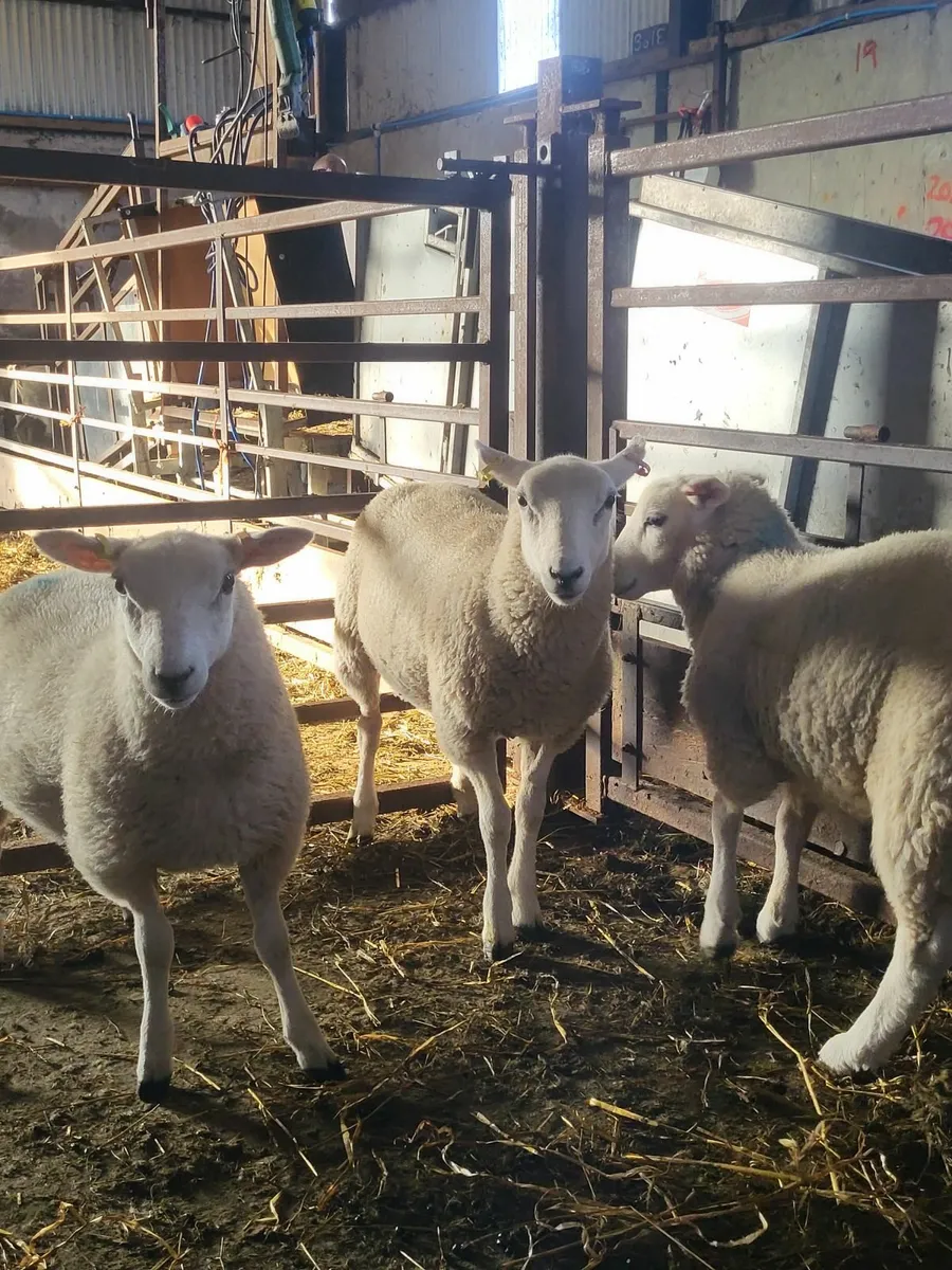 Ewe lambs - Image 3