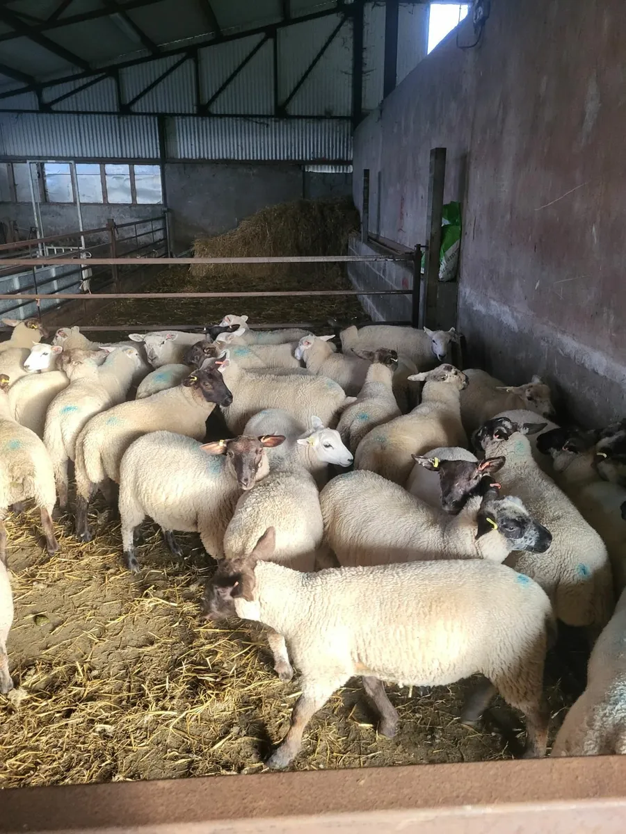 Ewe lambs - Image 1