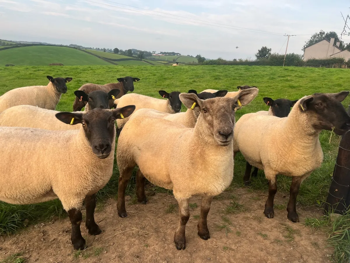 Suffolk Cheviot & Mule Hoggets - Image 3