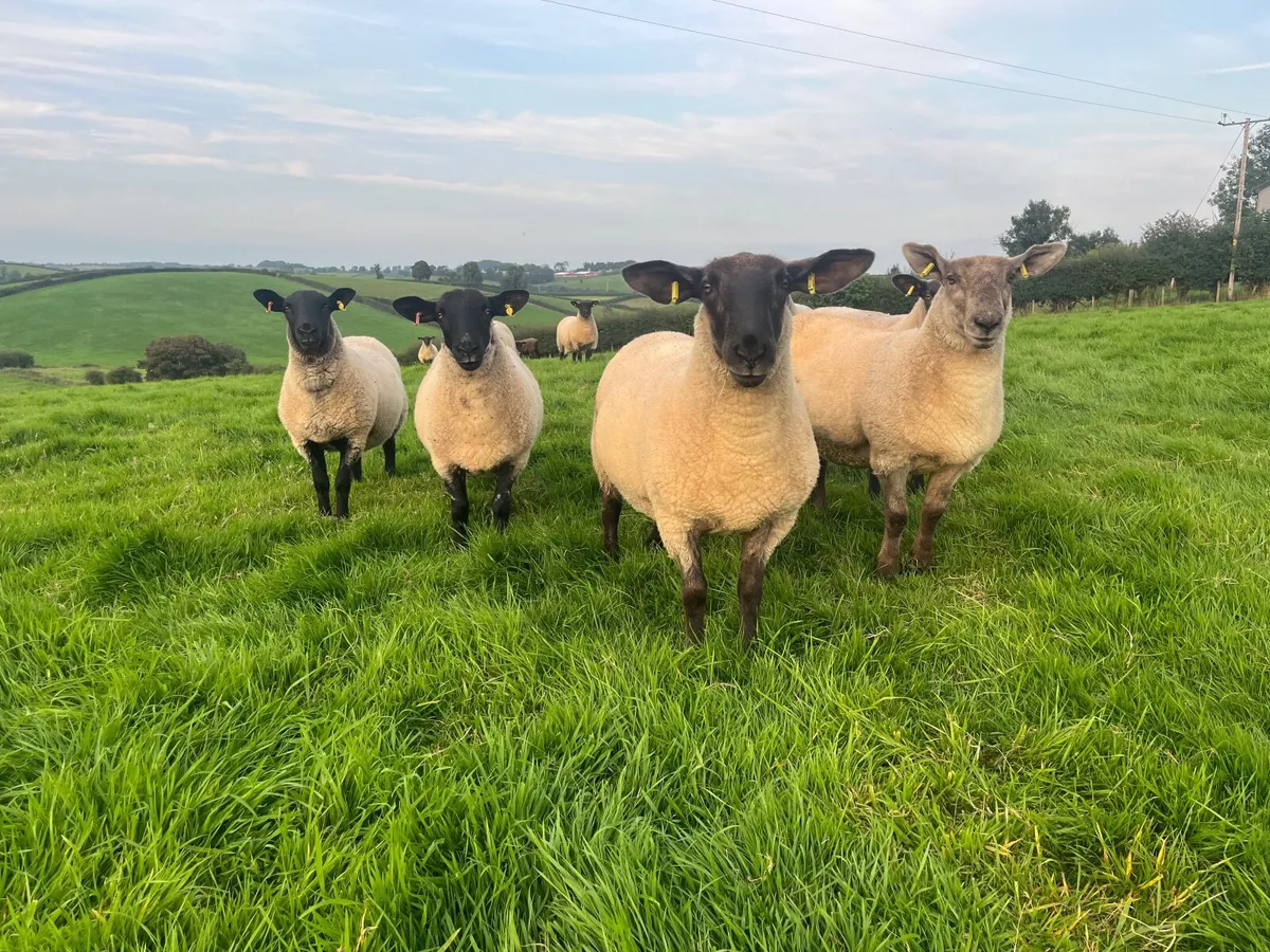 Suffolk Cheviot & Mule Hoggets - Image 4