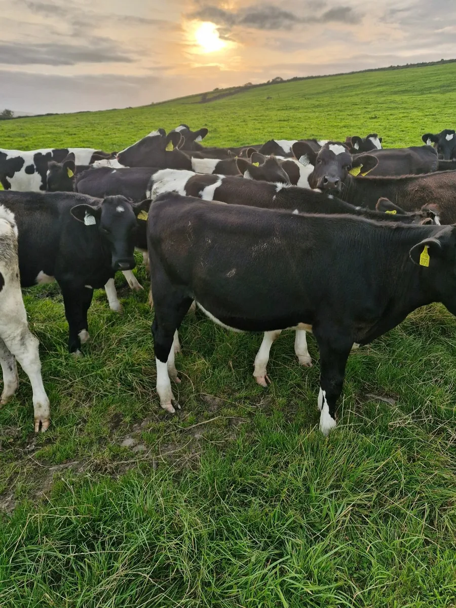 Fr heifer weanlings - Image 2