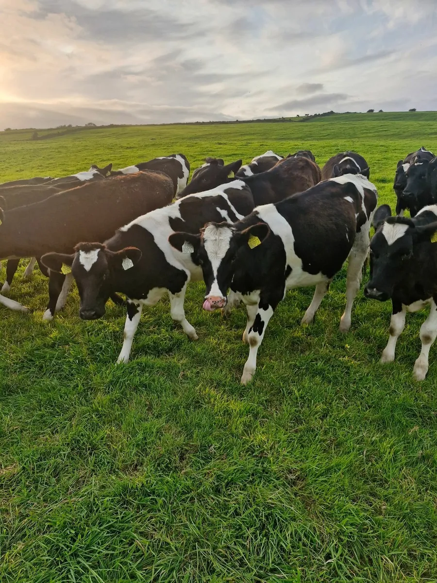 Fr heifer weanlings - Image 1