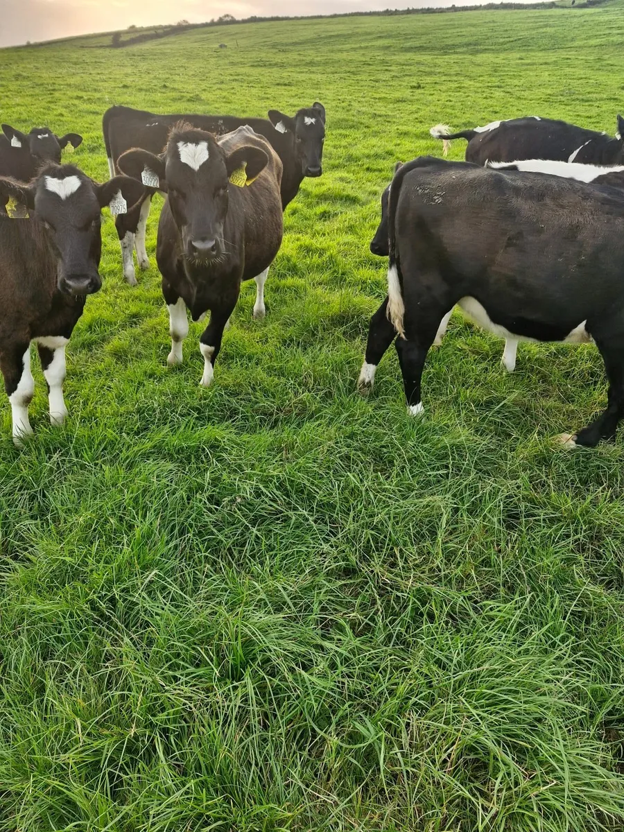 Fr heifer weanlings - Image 3