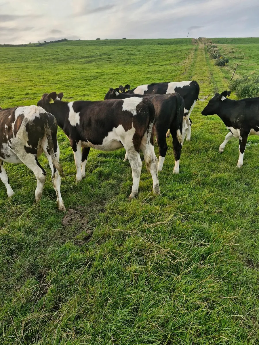 Fr heifer weanlings - Image 4