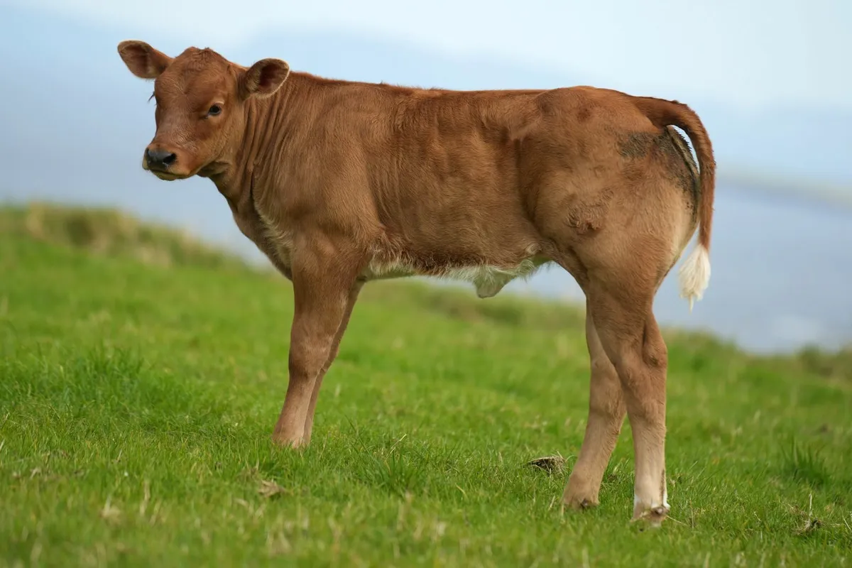 2 Super Cows & Blue Calves - Image 2