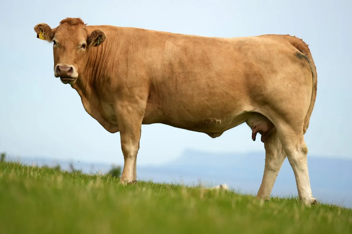 2 Super Cows & Blue Calves - Image 3