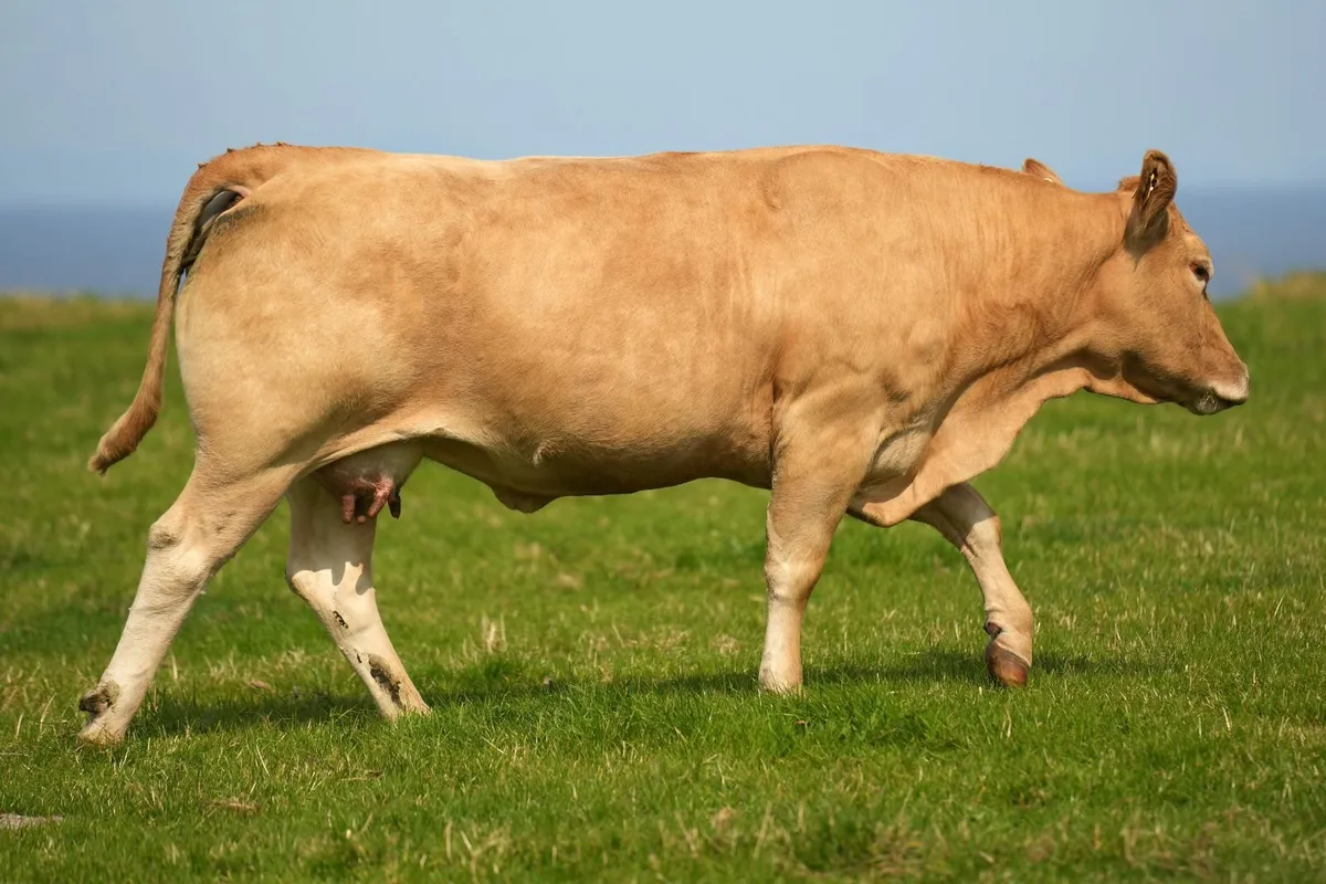 2 Super Cows & Blue Calves - Image 4