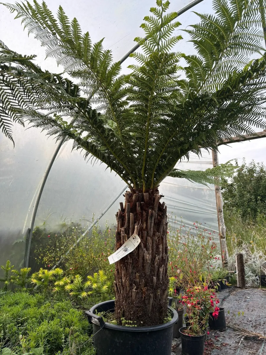 Tasmanian tree ferns - Image 1